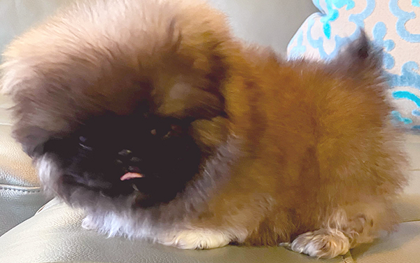 Pancho's first photo.